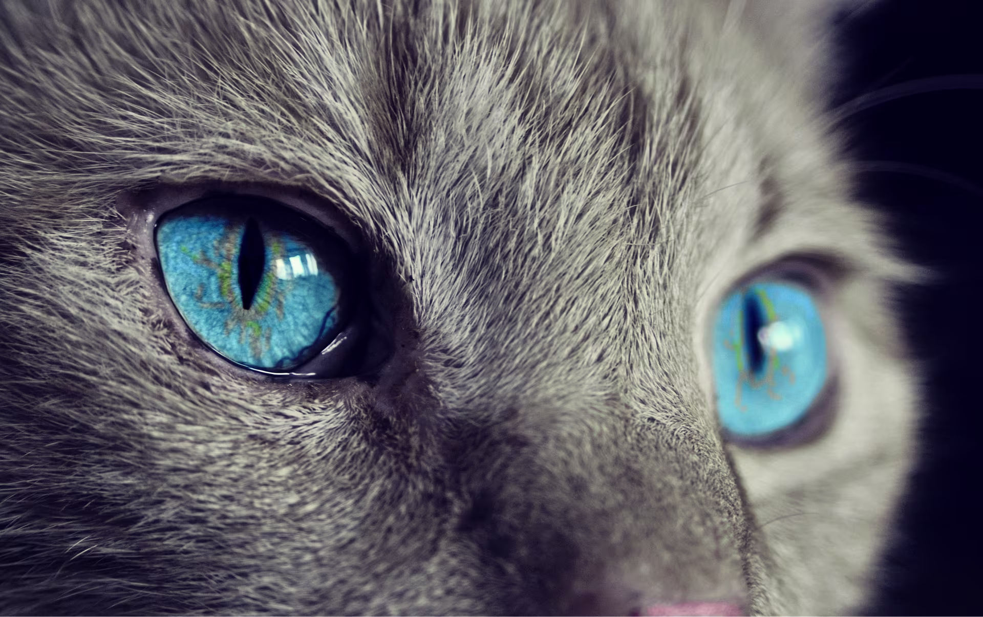 Close up of a blue eyed grey cat