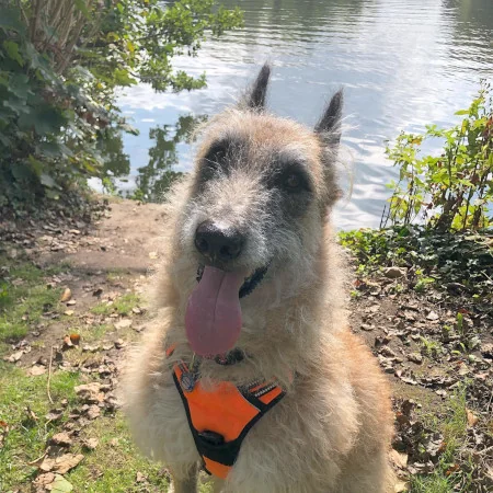 Jester the Belgian shepherd